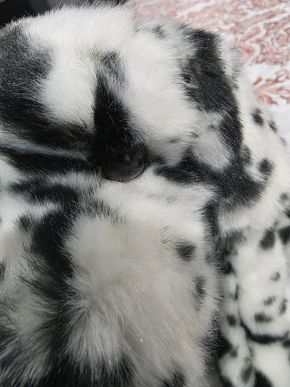 Douglas MACKAY DALMATIAN Dog Puppy Retired